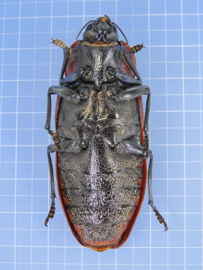 標本 Australia Themognatha heros 65mm