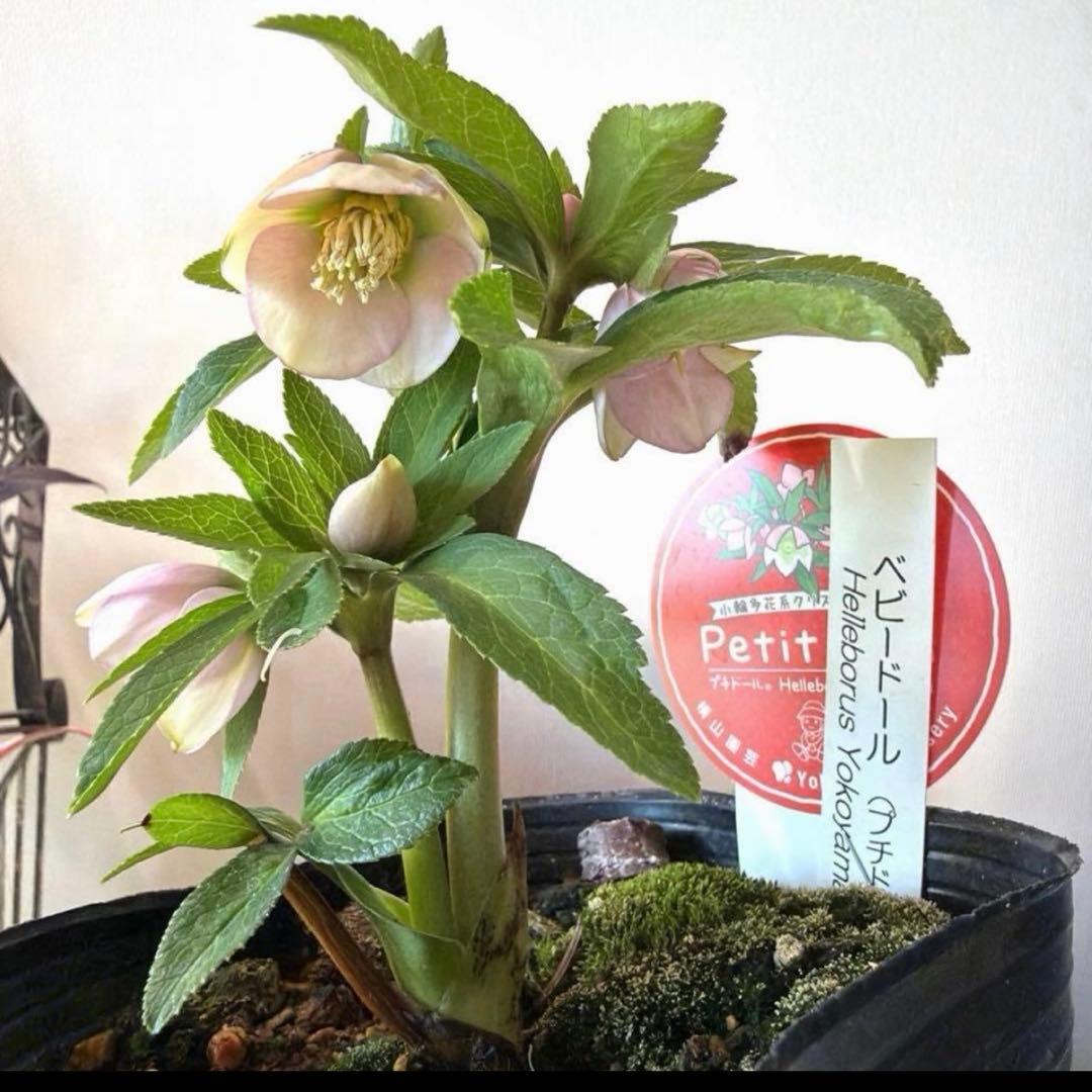 まい様　リクエスト　おまとめ3点