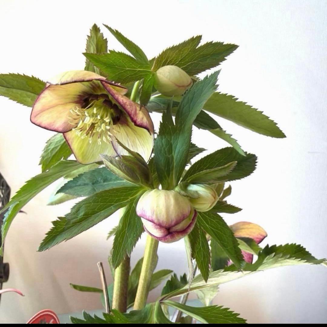 まい様　リクエスト　おまとめ3点