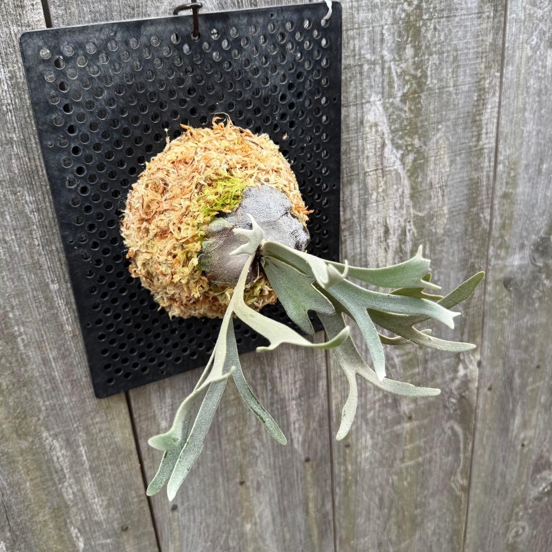 P. willinckii \"Linea\" 流線 (pup)