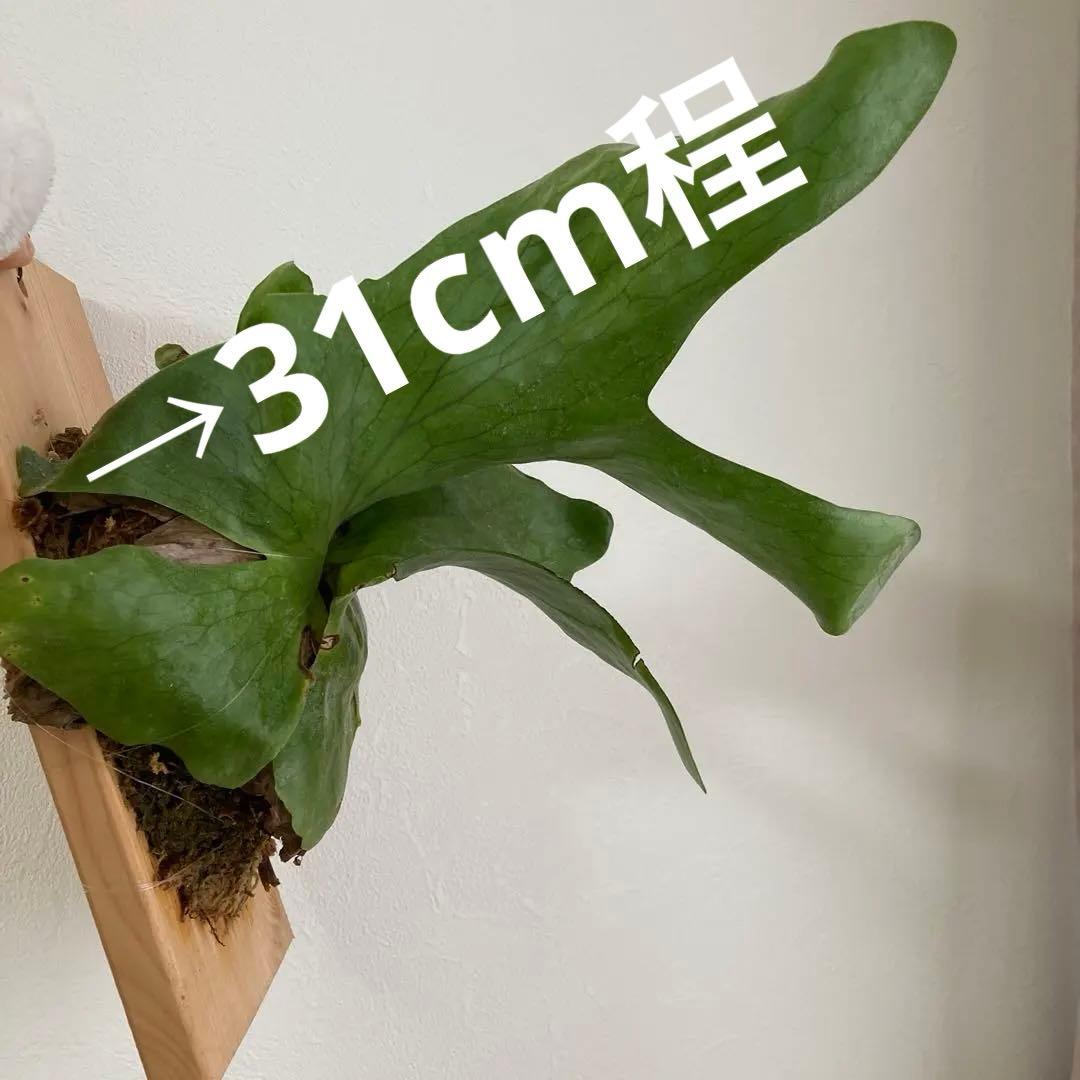 ビカクシダ ホルタミー　板付け 個性派コウモリラン約31cmレア