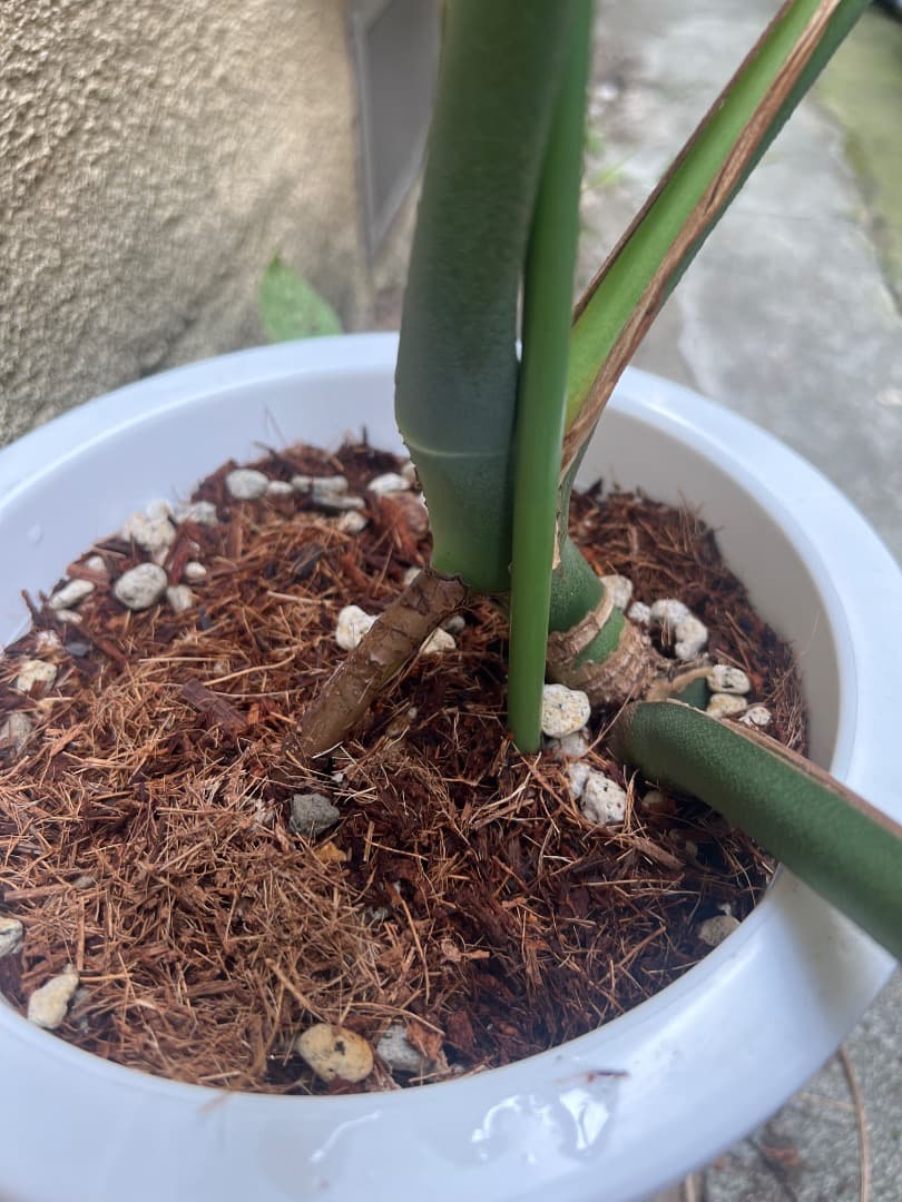 【スケルトン】トップカット モンステラ