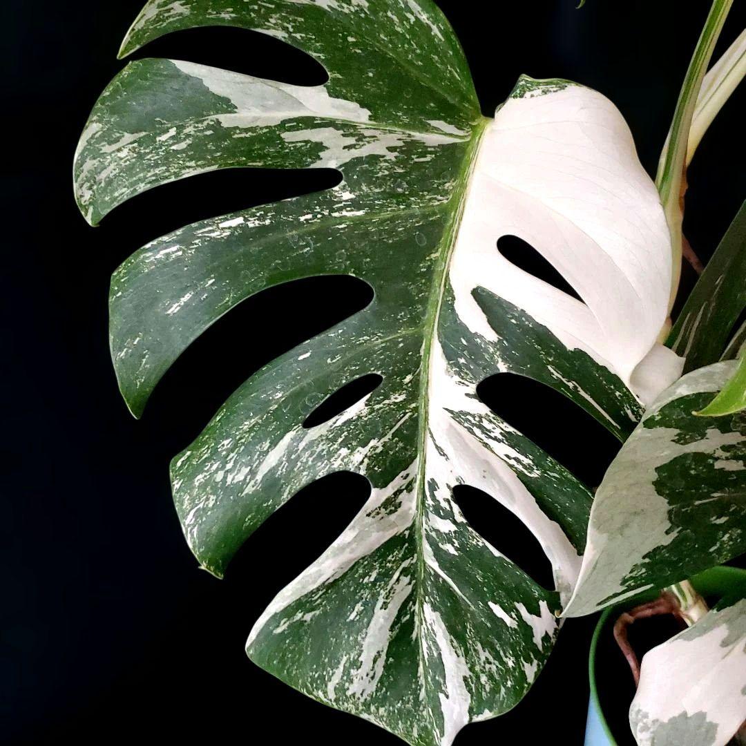 最高級大株　斑入りモンステラ　ボルシギアナ　ホワイトタイガー　ハーフムーン美株