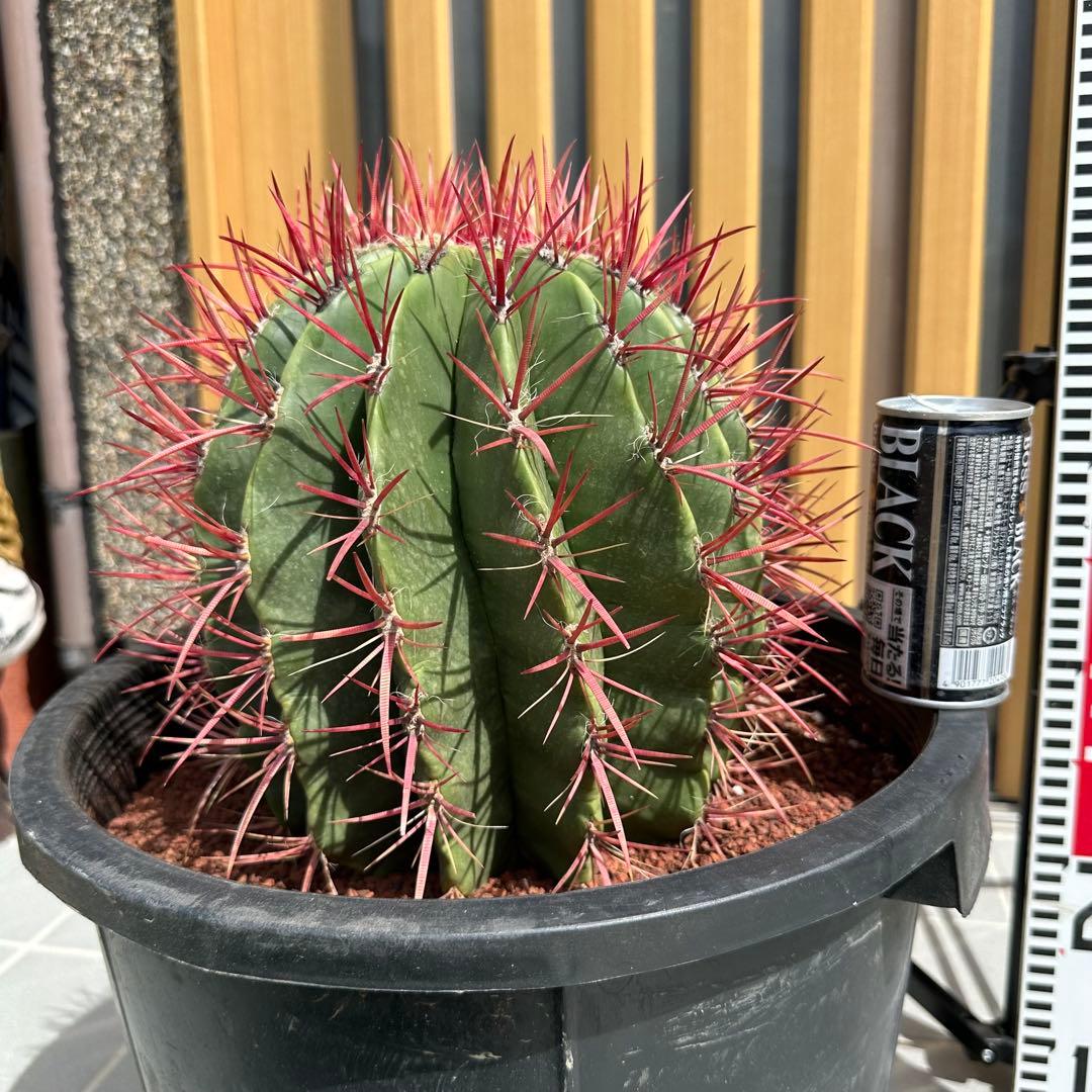赤鳳 サボテン【樹高:約52cm】フェロカクタス 大株 12号鉢 Sep07