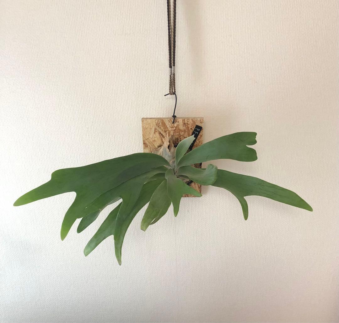 ★ Oceanbeaw★ビカクシダ5点