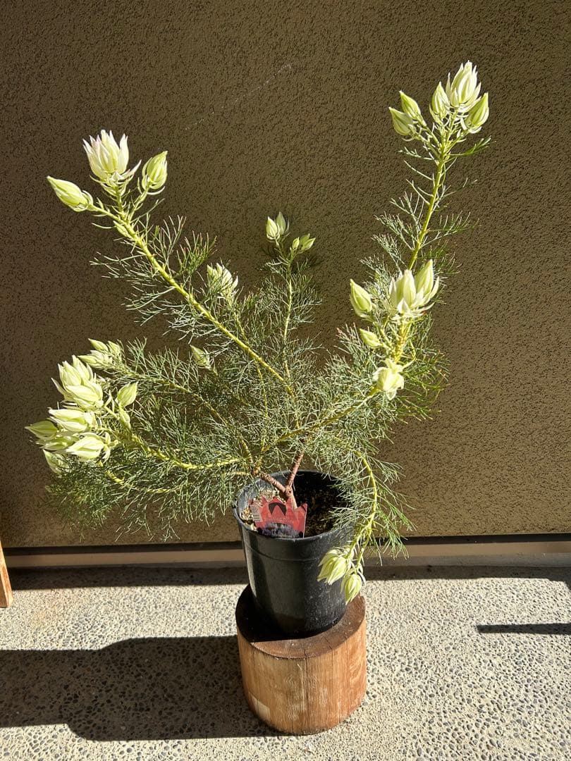 く*ま様 セルリアブラッシングブライド7号大