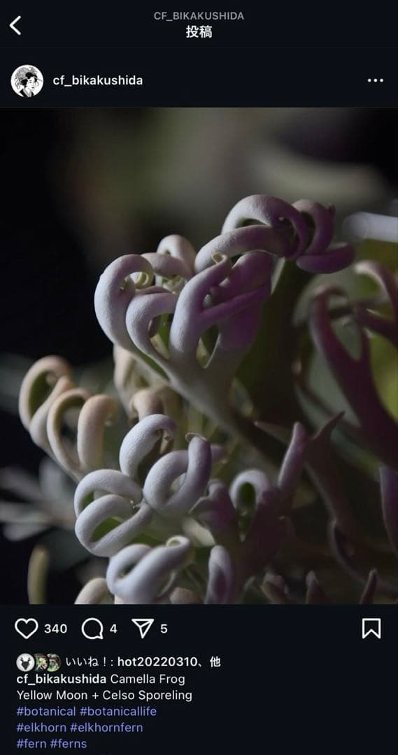 セール❗️ yello moon × celso tatuta dwarf pup