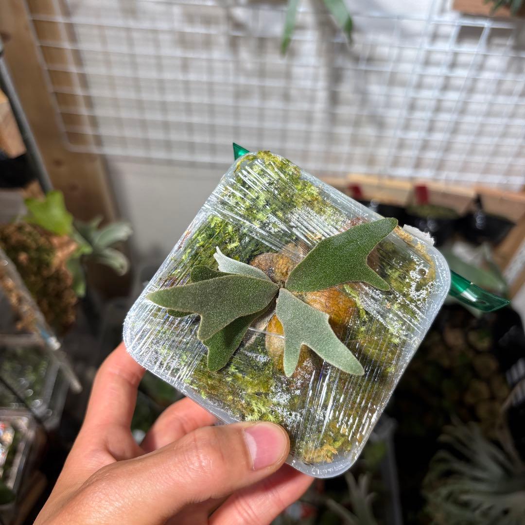 セール❗️ yello moon × celso tatuta dwarf pup