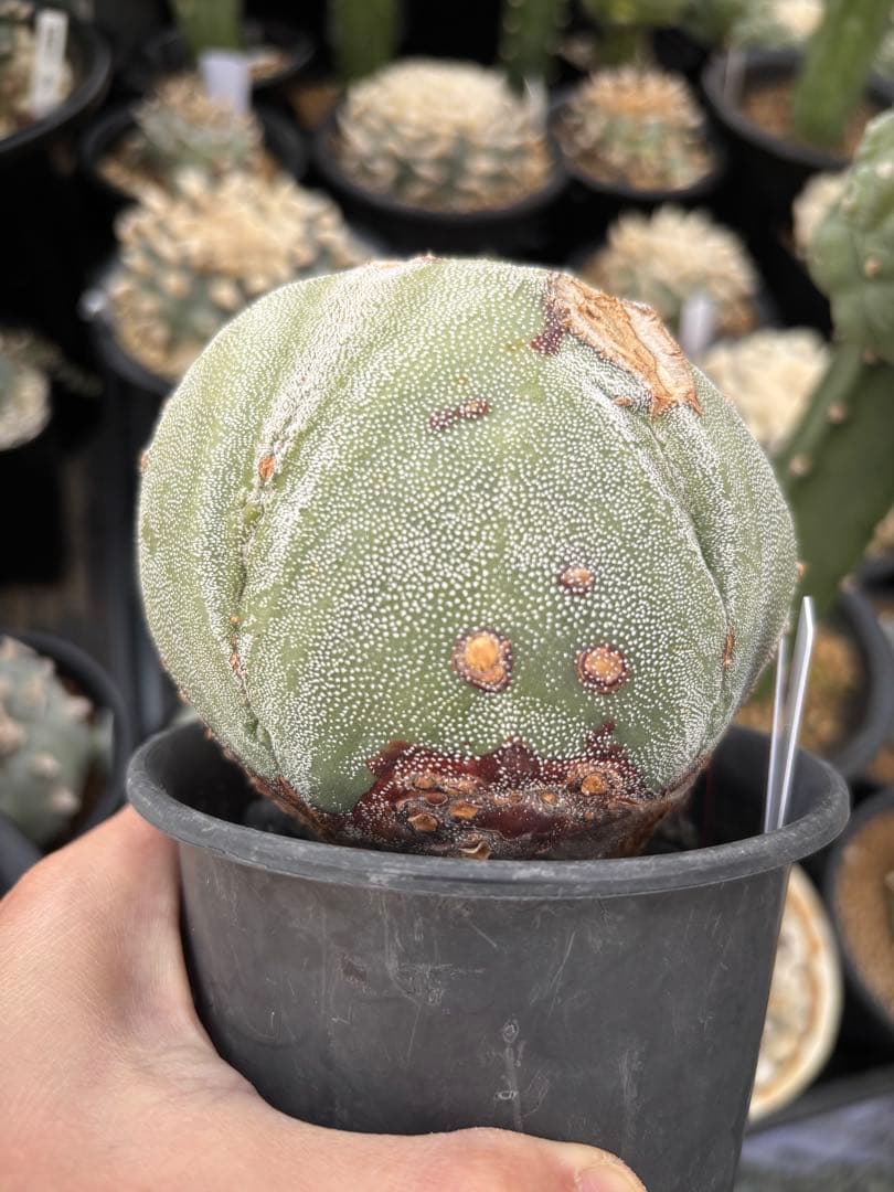 変わりランポー