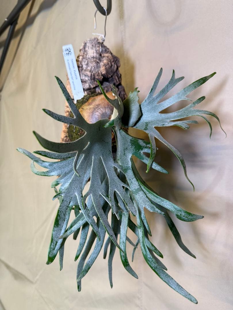 ビカクシダジェイドガールP. willinckii JadeGirl spore