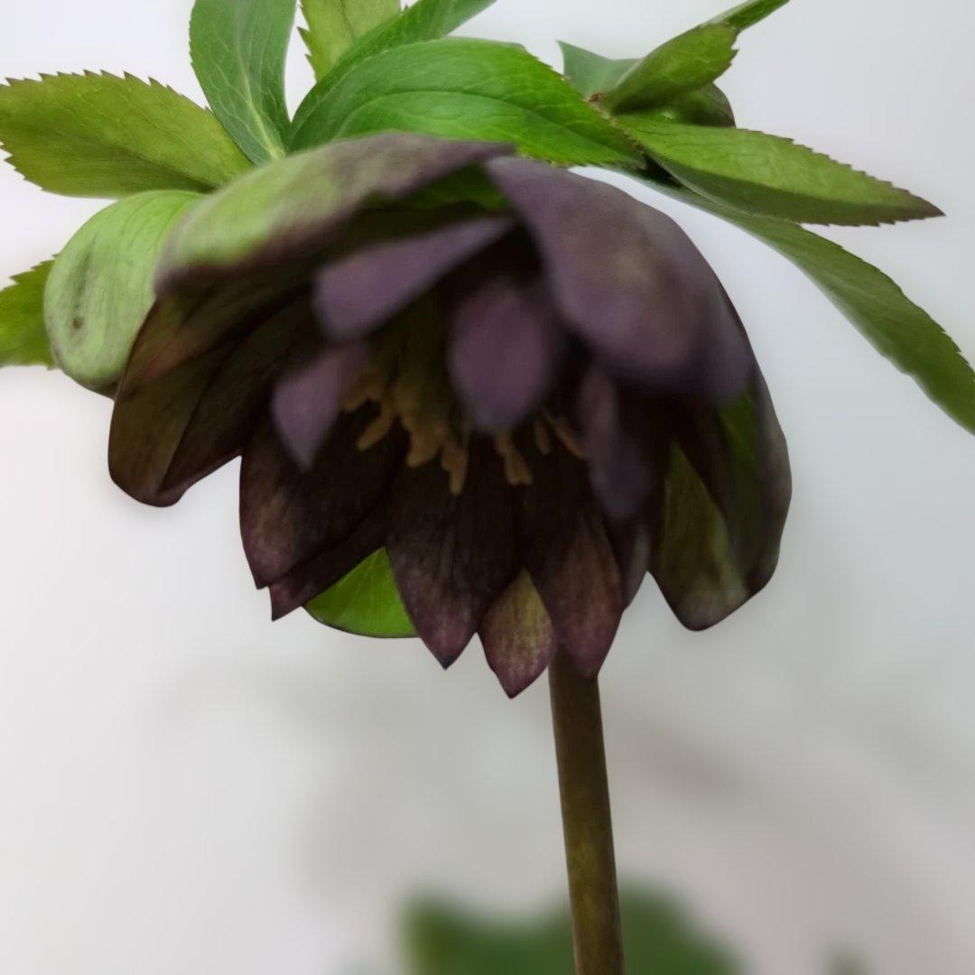 ま*ん様 大木ナーセリー❤️ クリスマスローズ❤️ トルカータス✕ボスニア交配❤