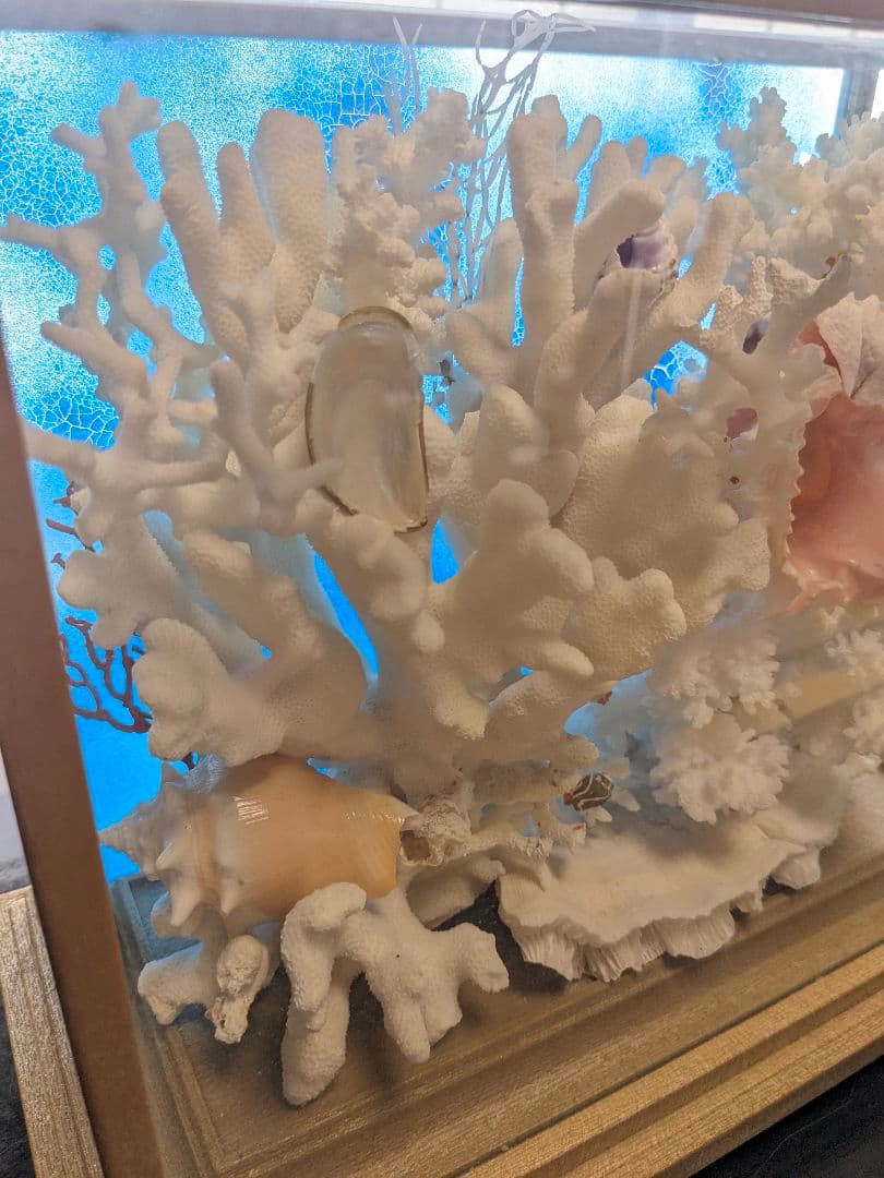 珊瑚礁　飾り珊瑚　ガラスケース付