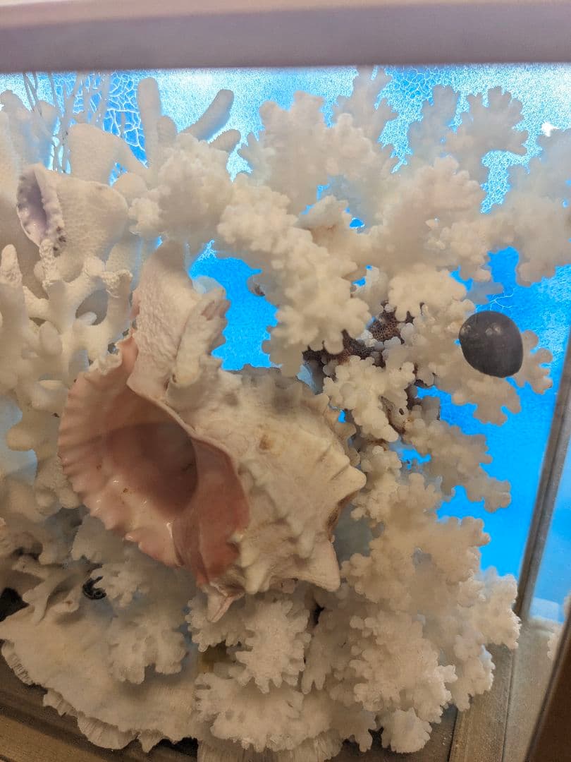 珊瑚礁　飾り珊瑚　ガラスケース付