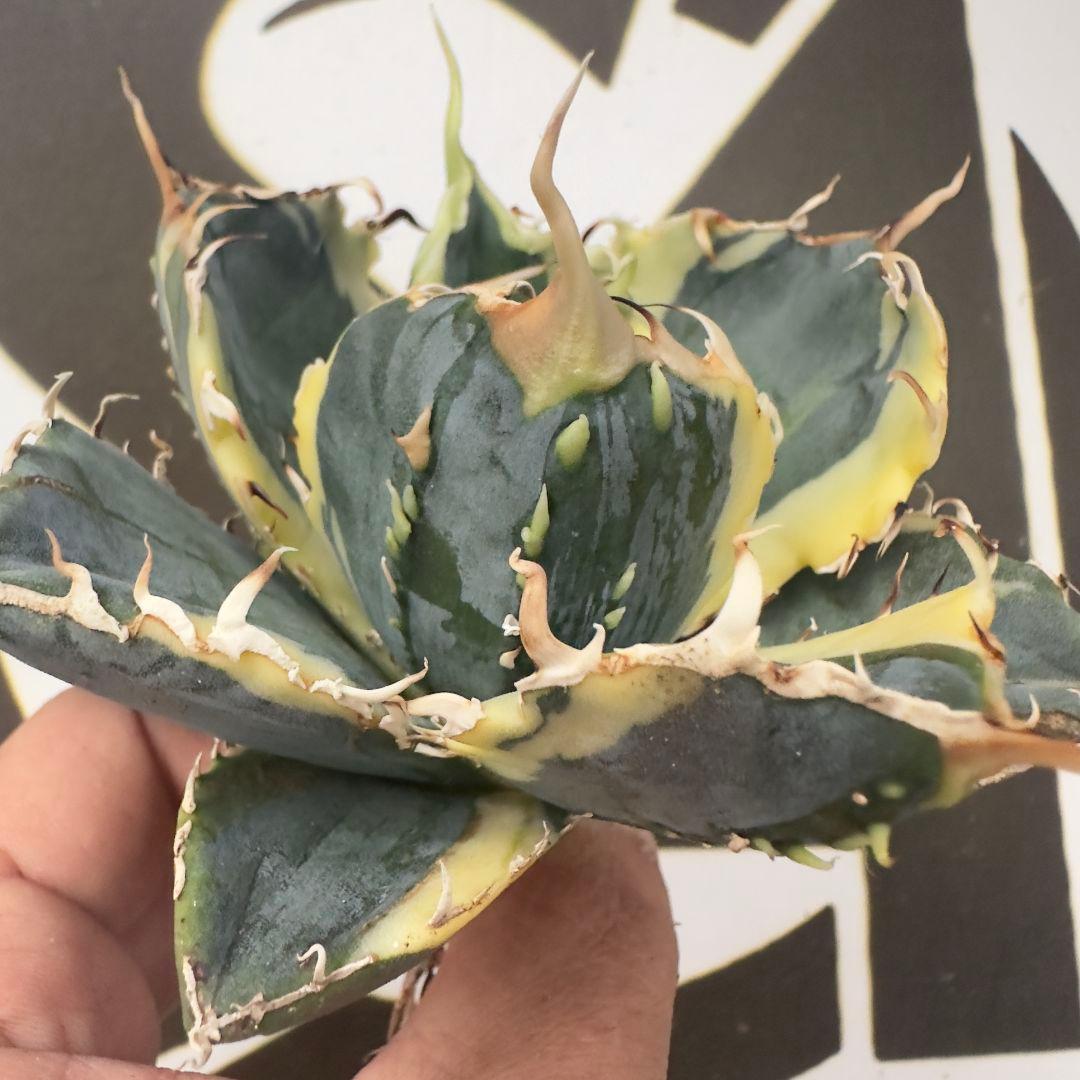 757【上澳園芸】 アガベ チタノタ 白鯨錦 覆輪斑 絶版背刺