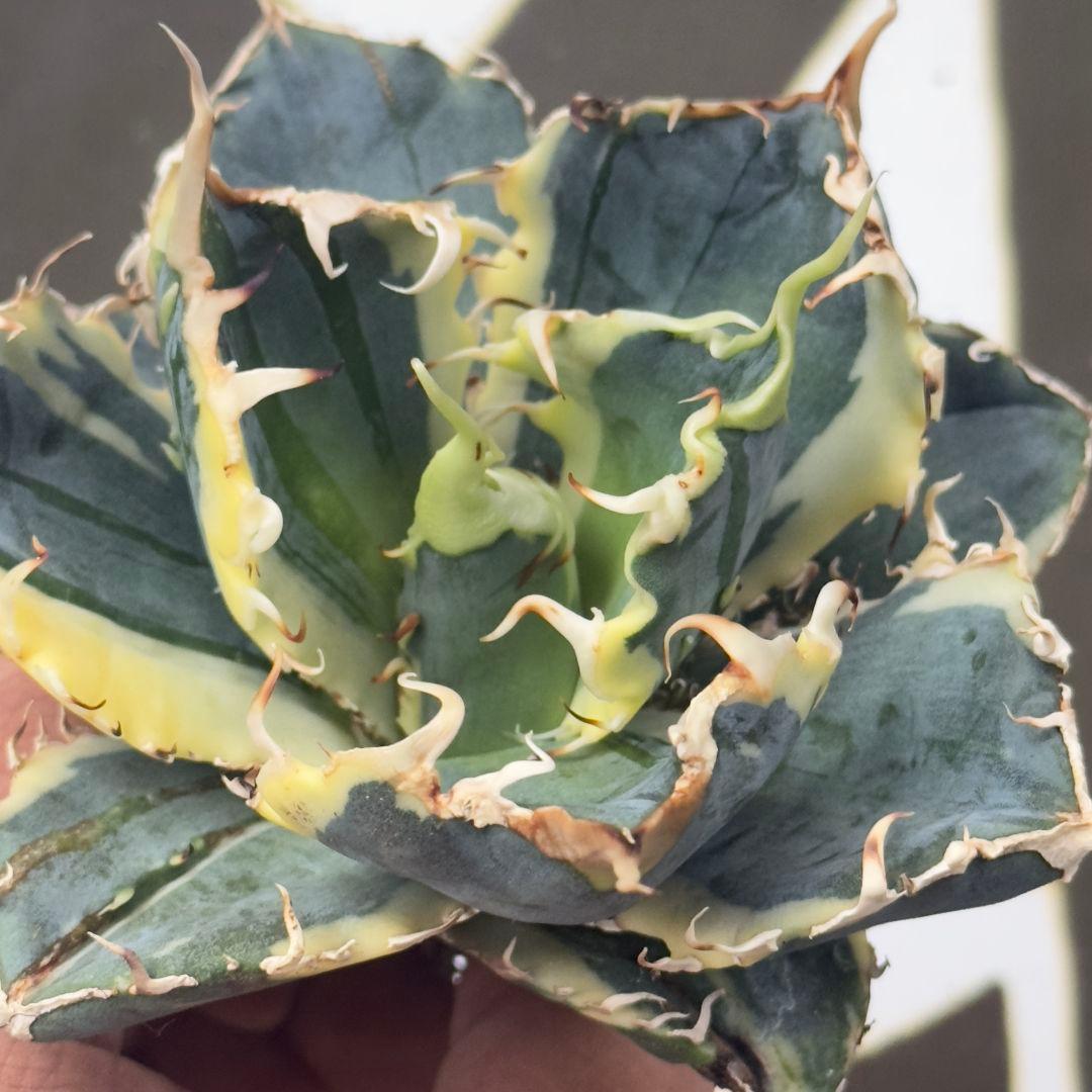 757【上澳園芸】 アガベ チタノタ 白鯨錦 覆輪斑 絶版背刺