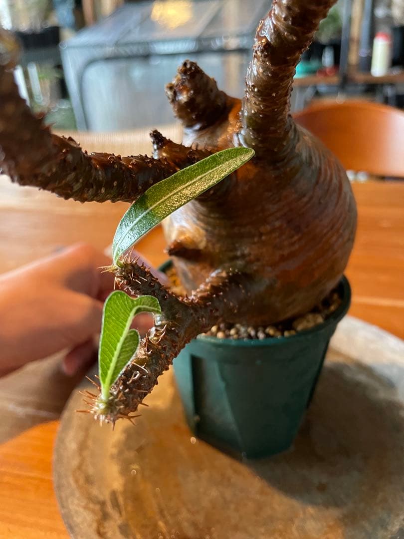 【現地／発根済】パキポディウム　グラキリス（塊根植物）ODDROOTS管理株