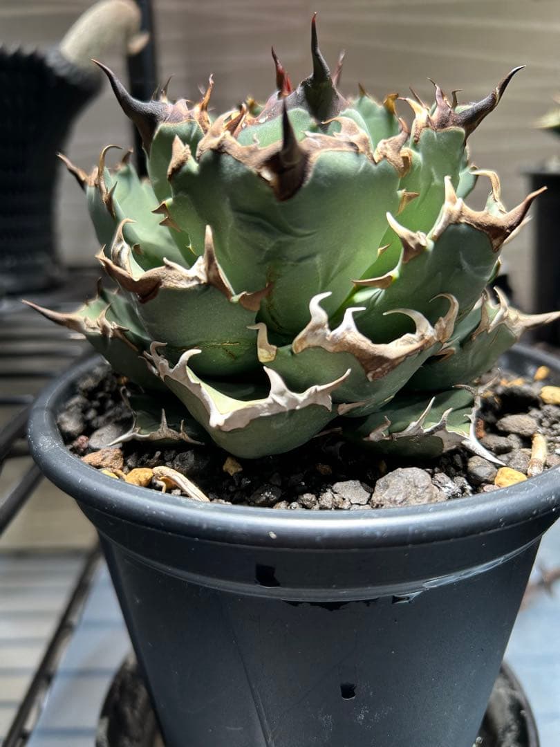 中型アガベ 姫厳龍