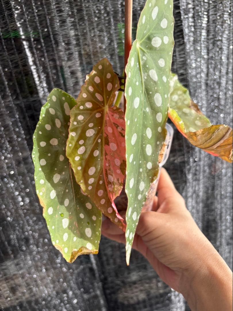 ベゴニア　マクラータ斑入り