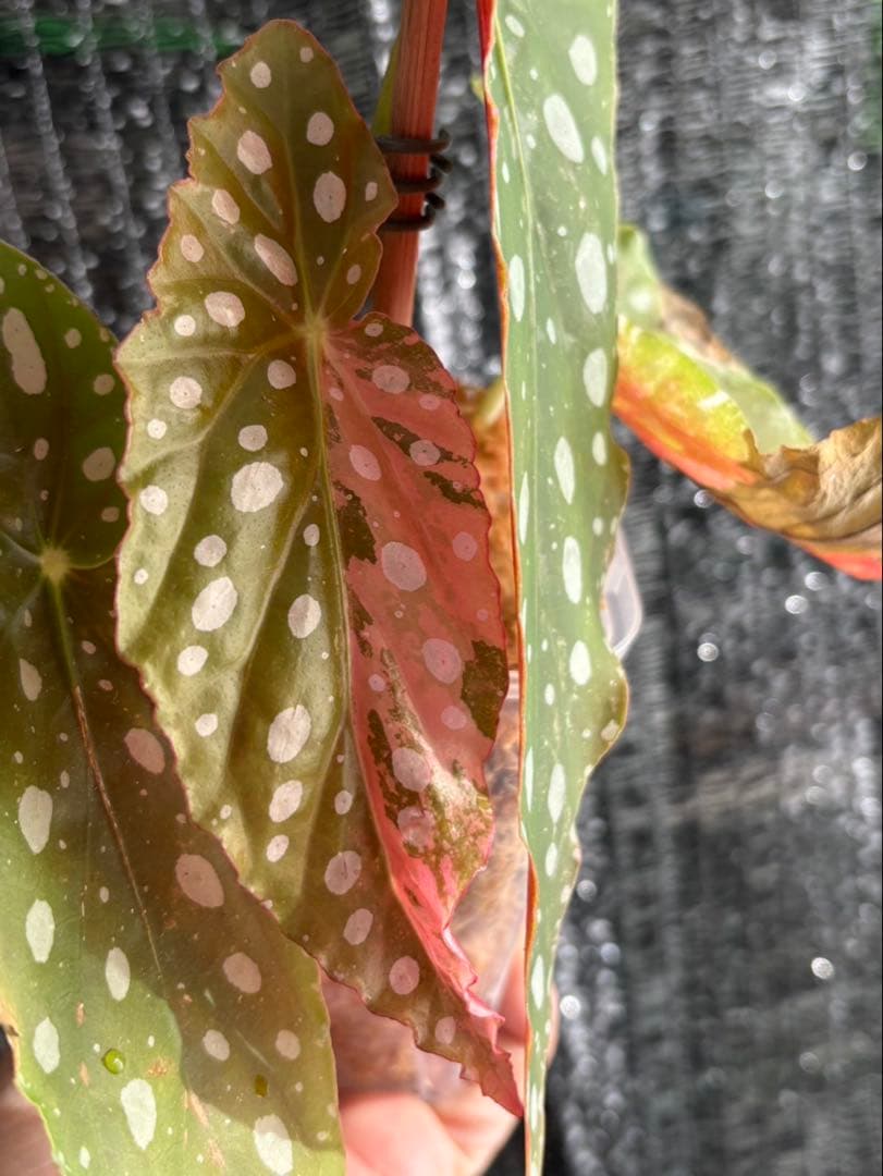 ベゴニア　マクラータ斑入り