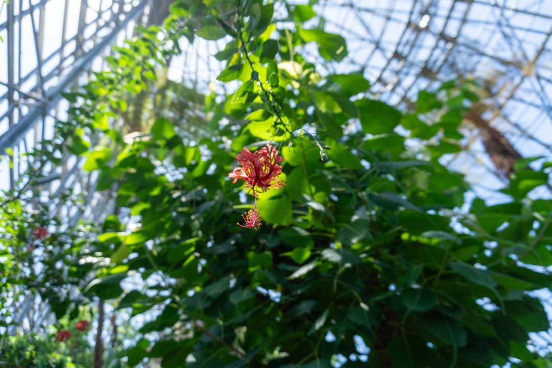 FE 50mm f1.8 αEマウント