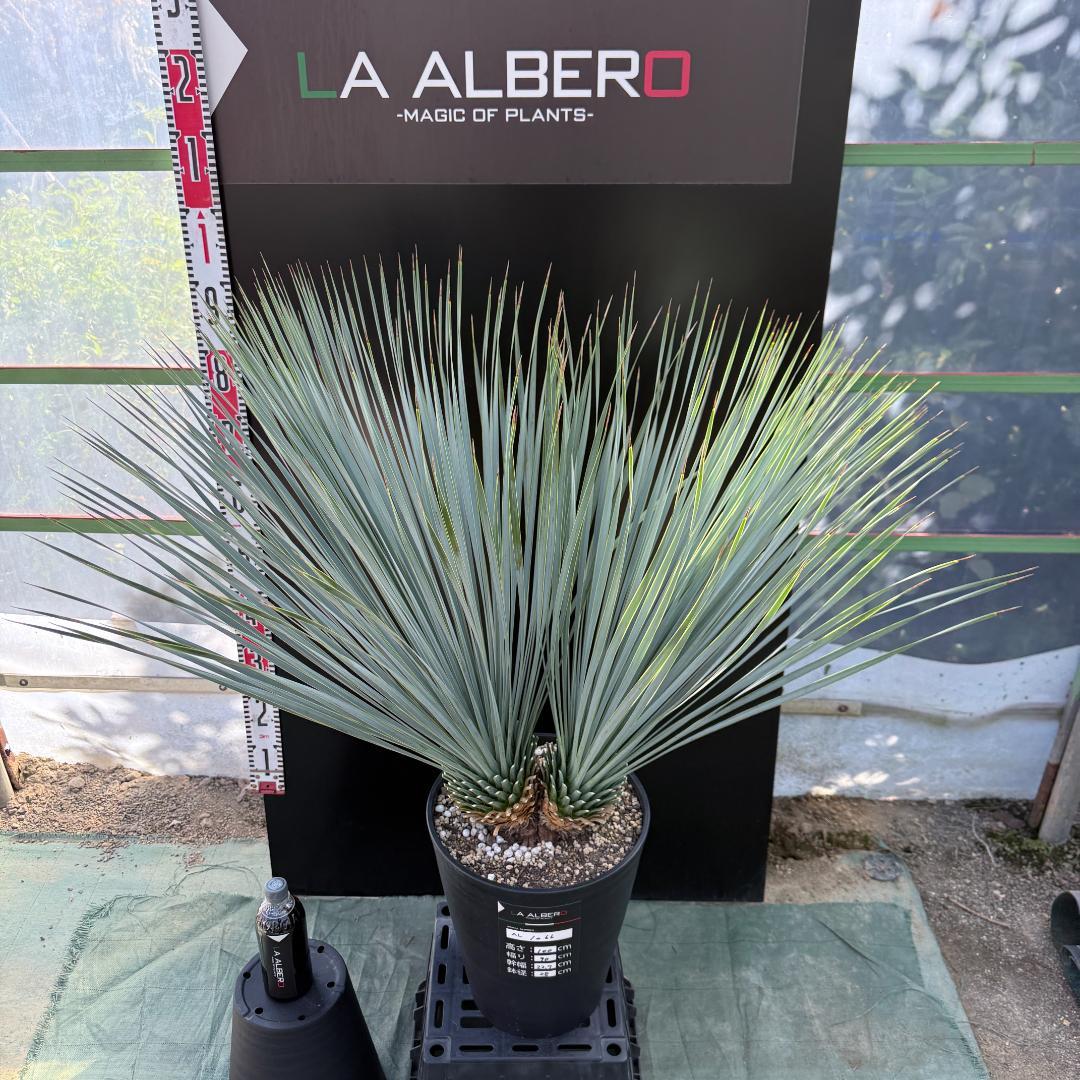 【AL1066】ユッカ　ロストラータ　ランチョブルー　数量限定販売