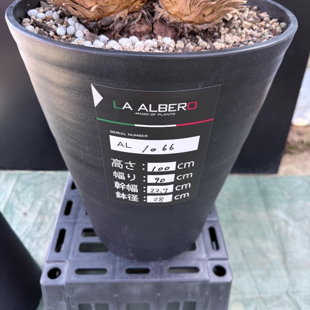 【AL1066】ユッカ　ロストラータ　ランチョブルー　数量限定販売