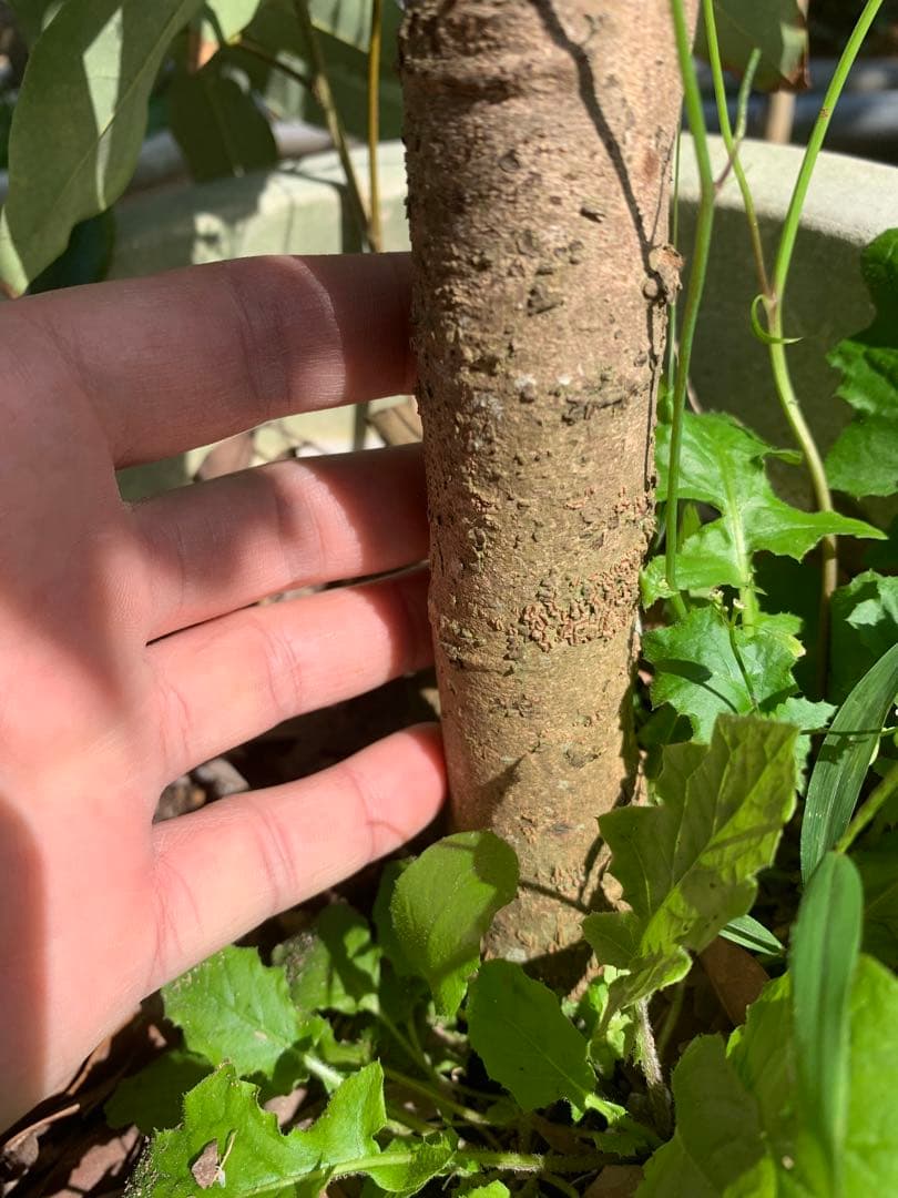 ライチ取木苗木6年目　レイシ 　台湾玉荷苞　改良品種プリンセスの笑顔