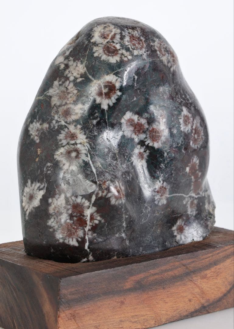 菊花石 菊紋石 小菊 紋石 台座 箱付 1kg 鑑賞石 原石 自然石 美石 水石