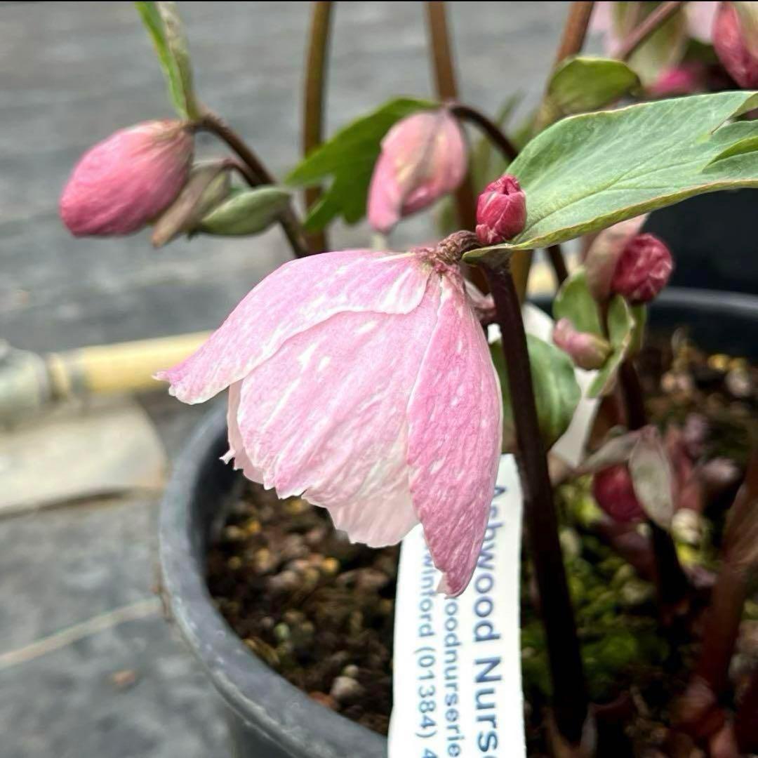 オ*ン様 3459☘️蕾花タグ付☘️超レアBELCHERI⭐️PINK ICE系