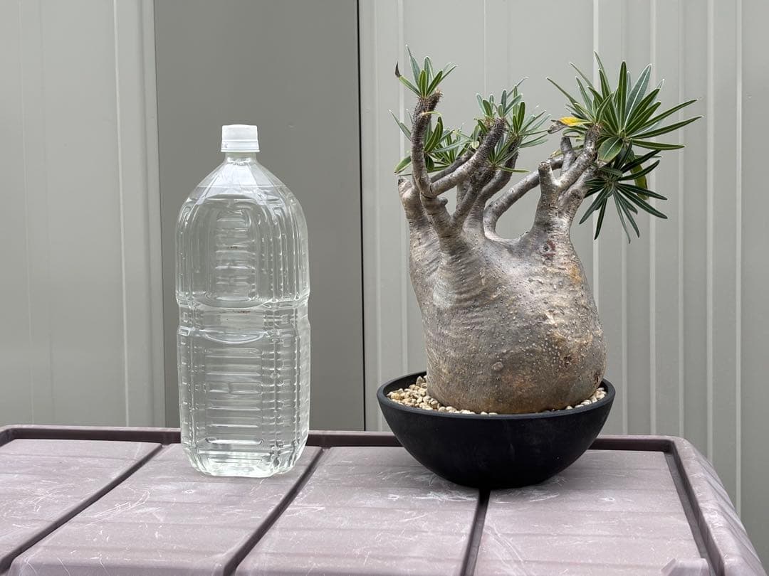 パキポディウムグラキリス　大型 塊根植物 黒鉢付き