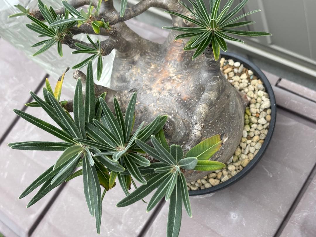 パキポディウムグラキリス　大型 塊根植物 黒鉢付き