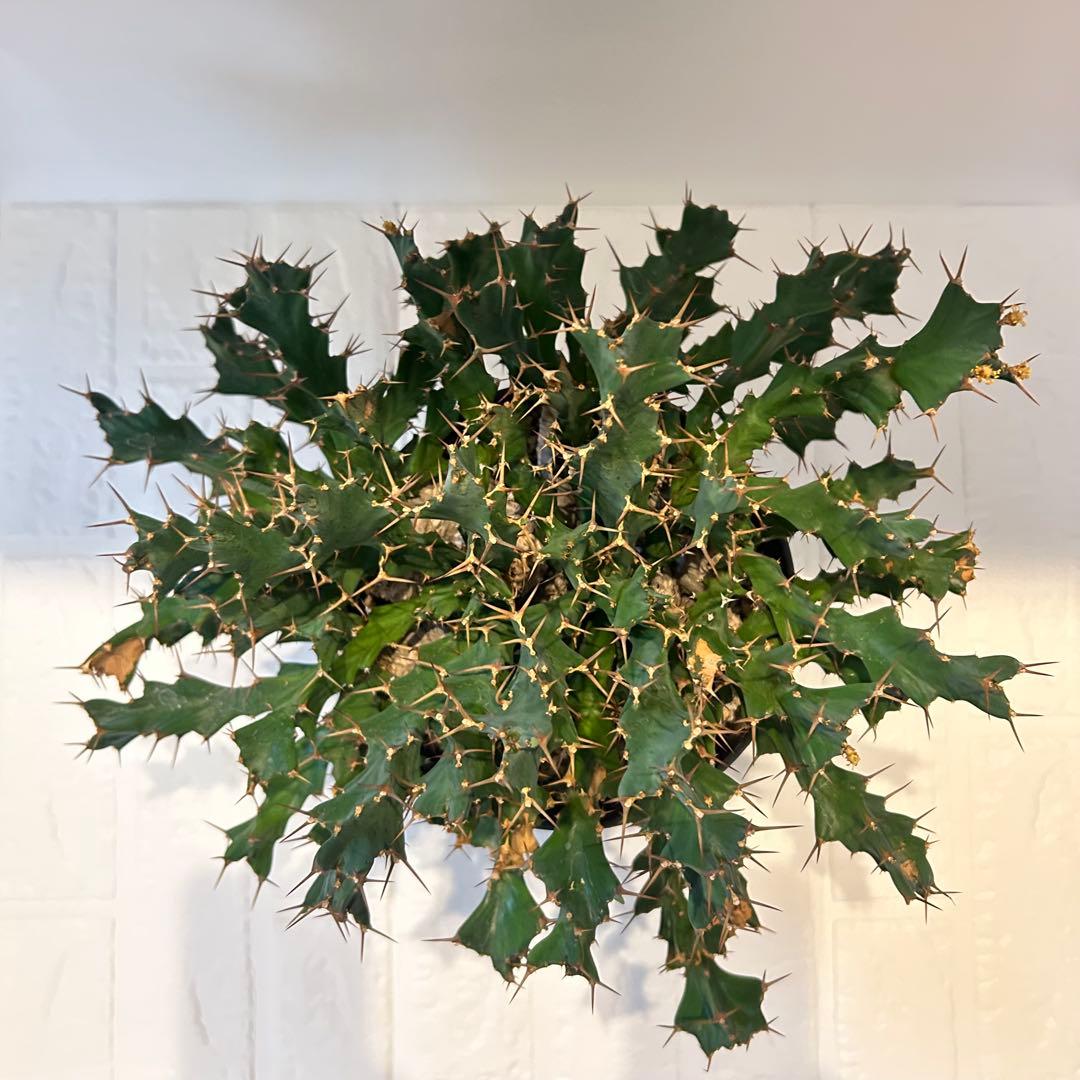 塊根植物:ユーフォルビア・クラビゲラ(現地球、発根済み)