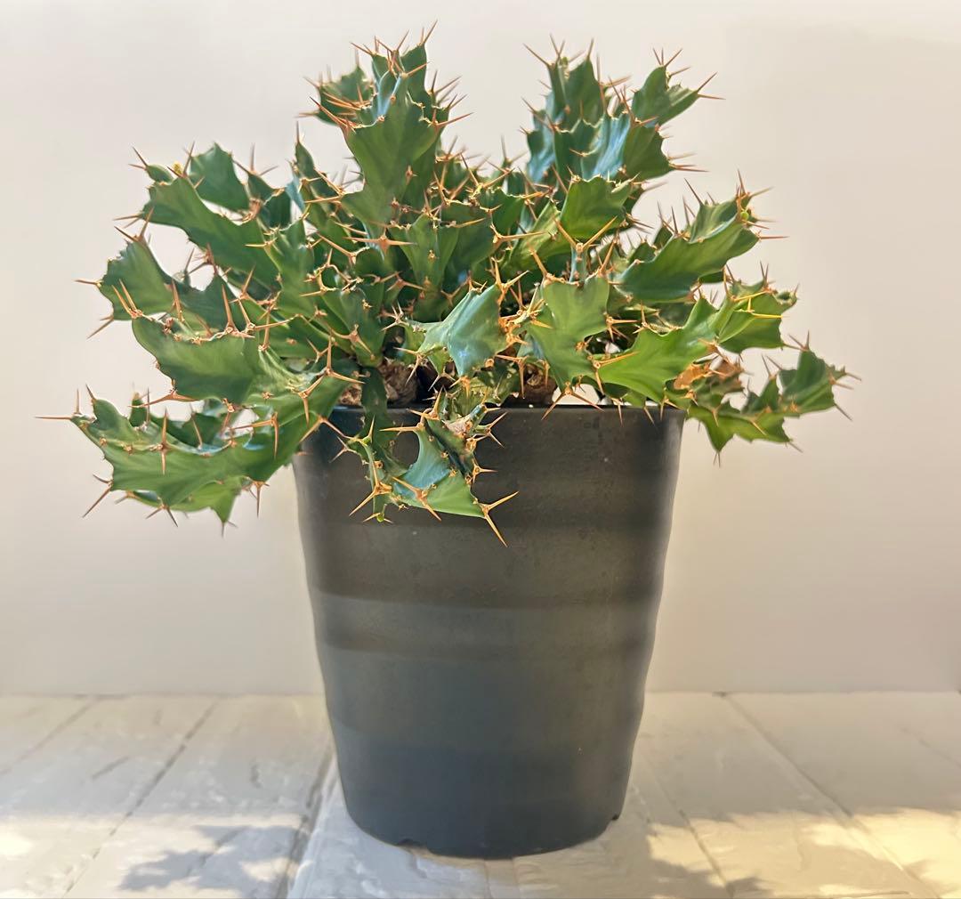 塊根植物:ユーフォルビア・クラビゲラ(現地球、発根済み)