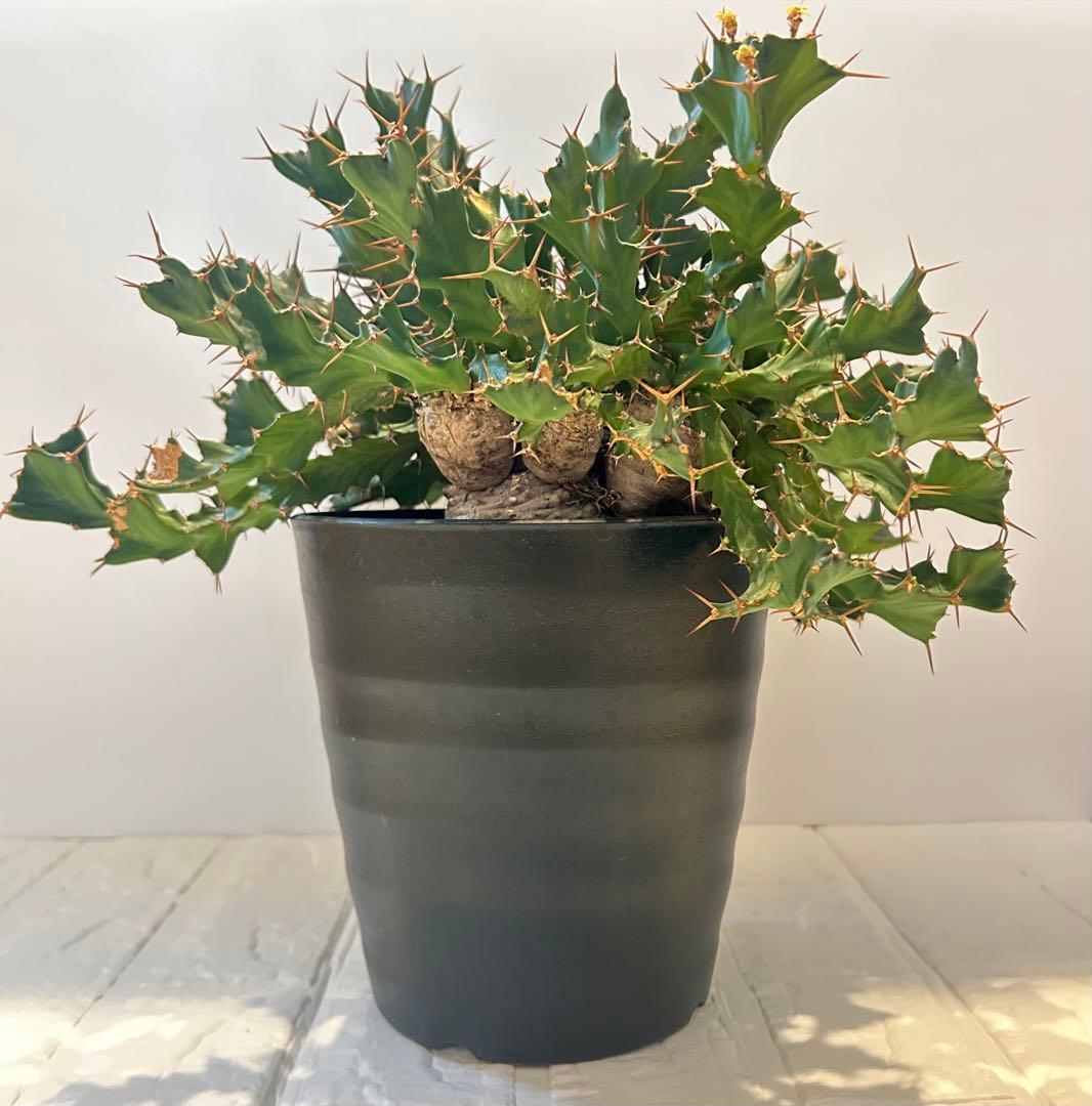 塊根植物:ユーフォルビア・クラビゲラ(現地球、発根済み)