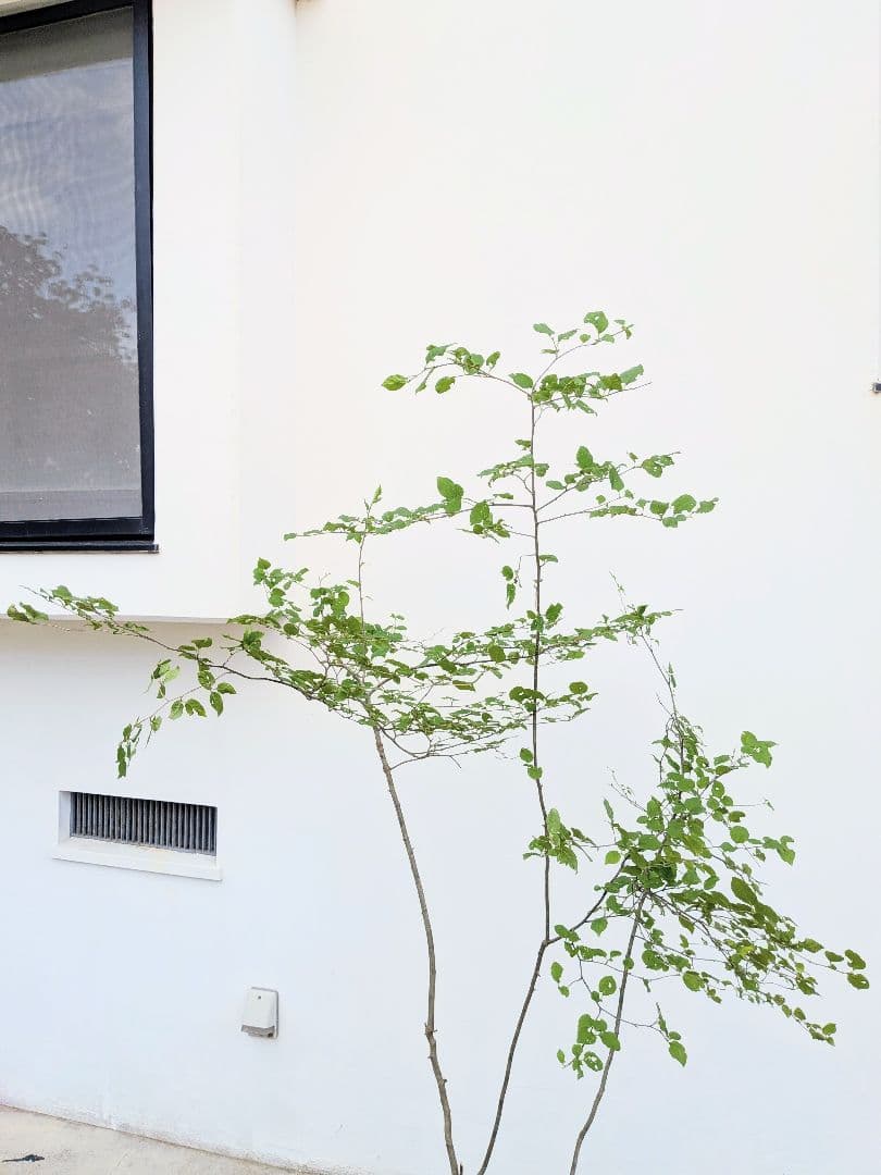 連休特価。山採りアオハダ。