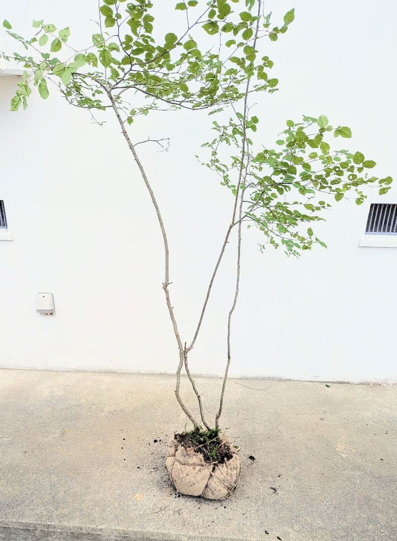 連休特価。山採りアオハダ。