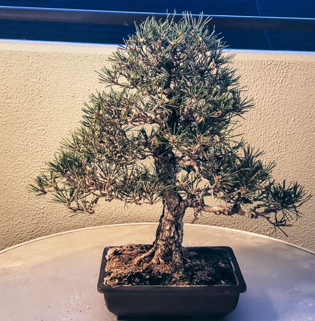 超希少大人気の黒松の60年越えの代物 棚枝も段々になってますが枯れてしまいました