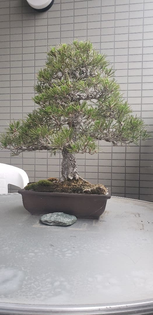 超希少大人気の黒松の60年越えの代物 棚枝も段々になってますが枯れてしまいました