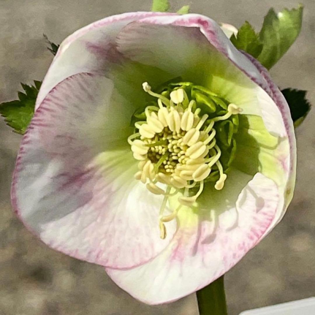 も*子様 ☘️ラスト2☘️開花株❤️根パンパン❤️沢山新芽元気株3274⭐️極上