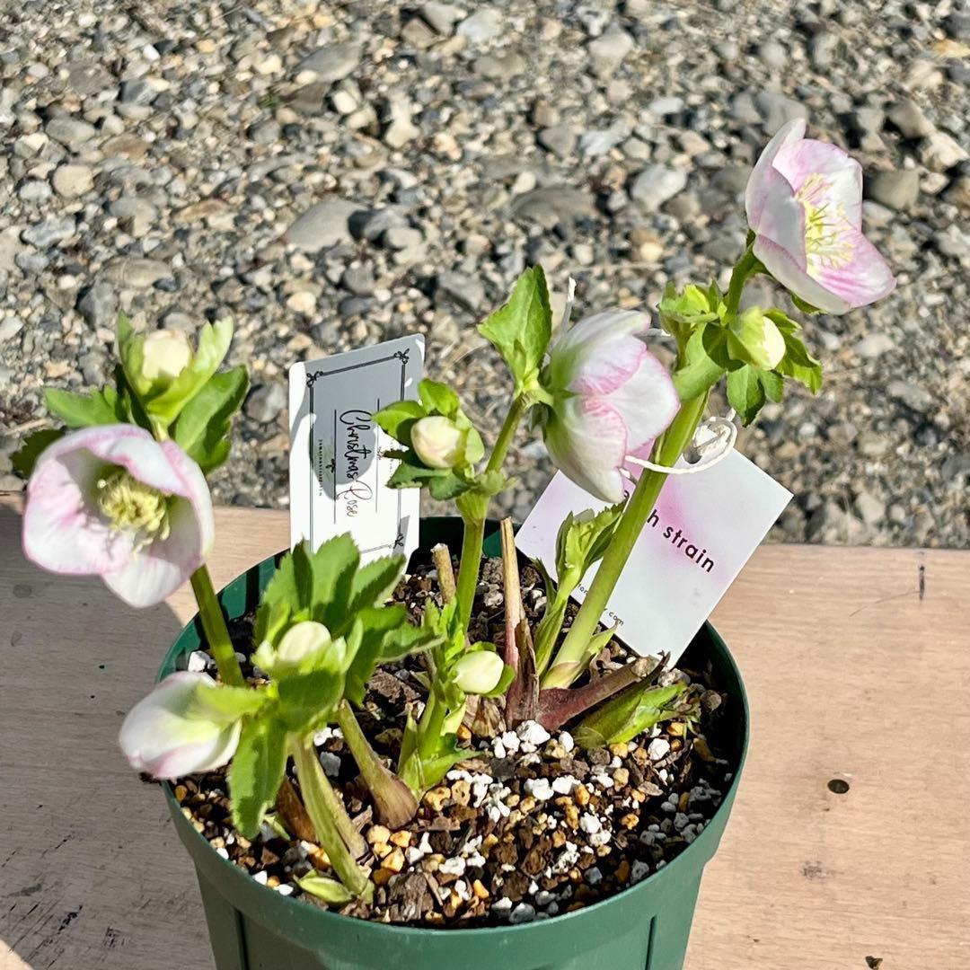 も*子様 ☘️ラスト2☘️開花株❤️根パンパン❤️沢山新芽元気株3274⭐️極上