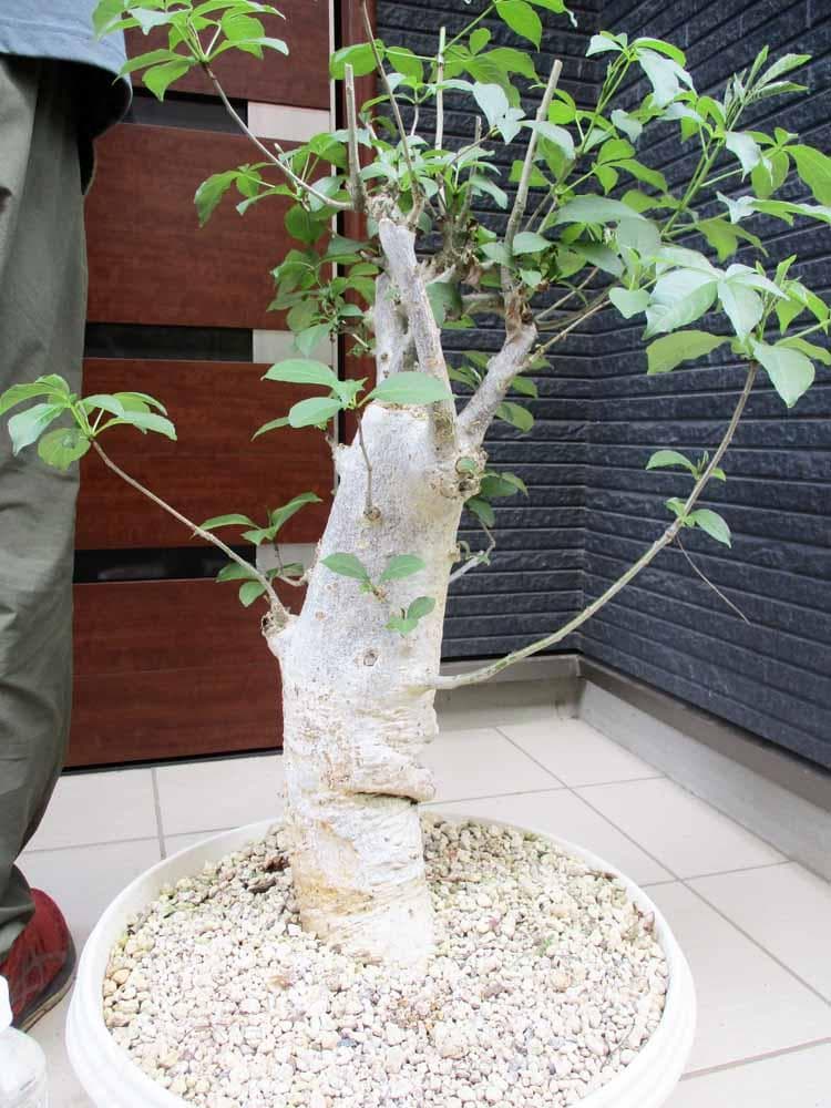 発根済【現品】バオバブの木　バオバブ・ディギタータ　15号鉢　HB番