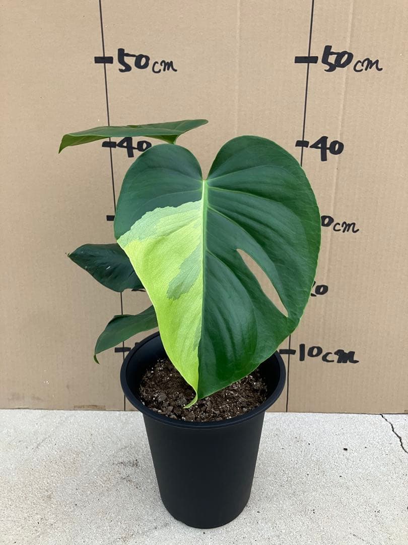 モンステラ斑入り　デリシオーサ実生株　2鉢セット