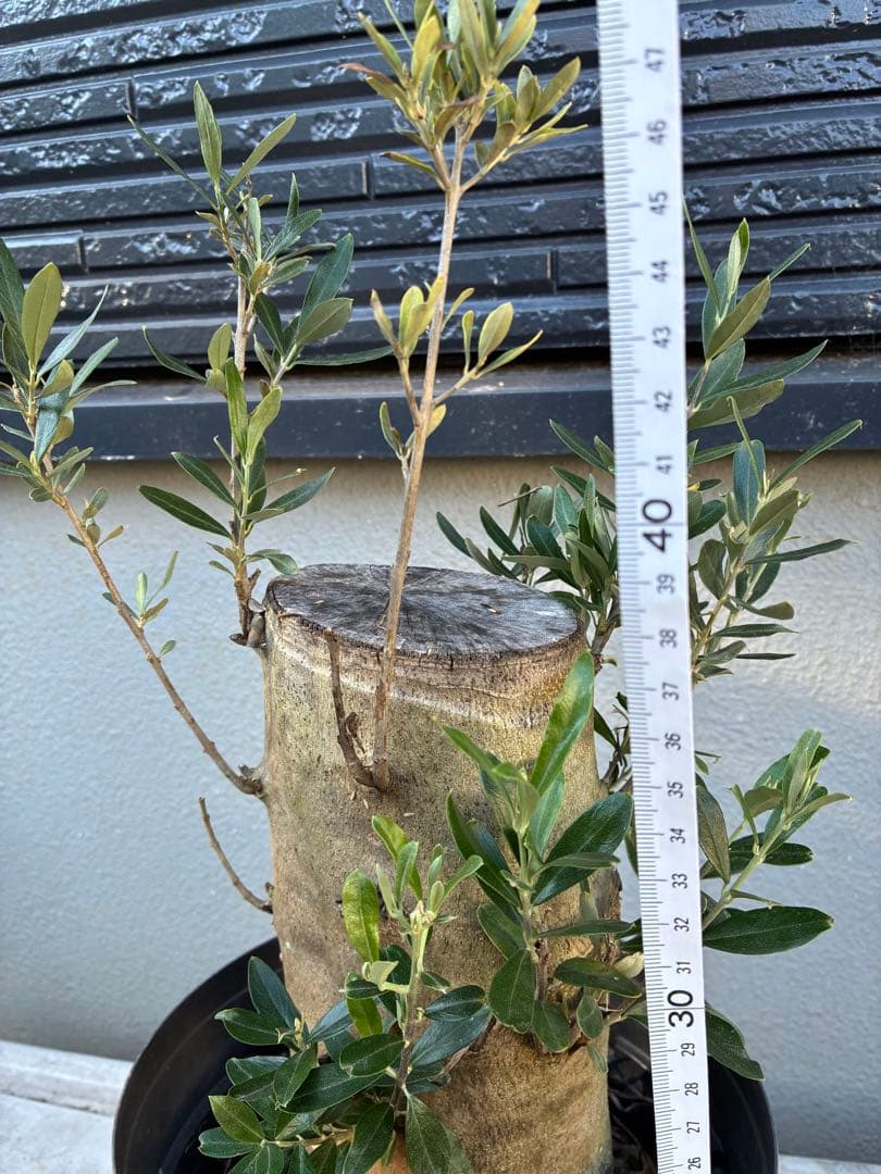 オリーブの木　ミッション　極太　苗