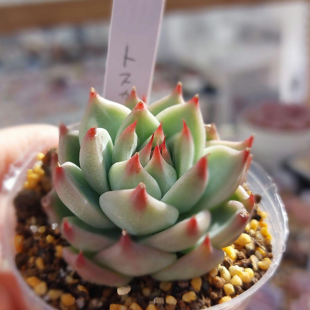 多肉植物  トスカーナ お爪に惚れ～♡