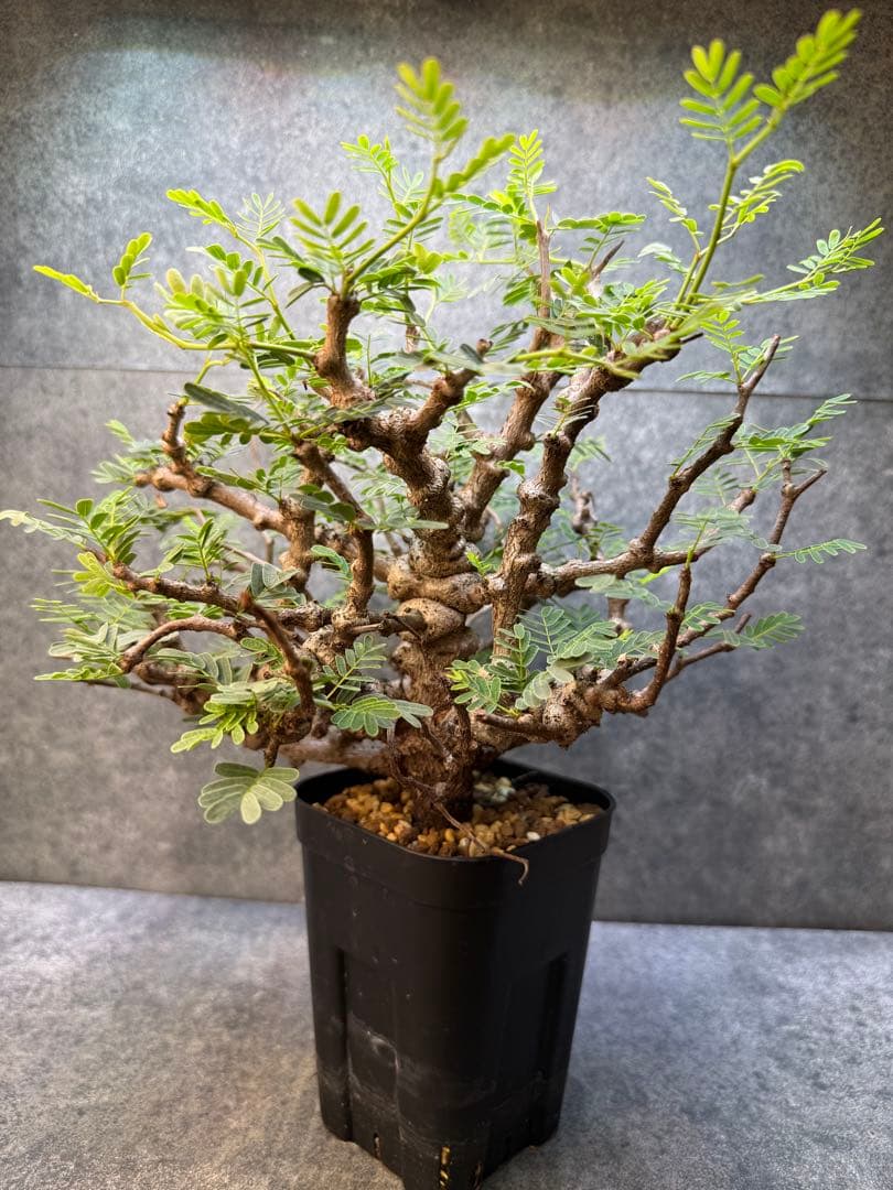 センナ　メリディオナリス　海外実生　発根済み　424