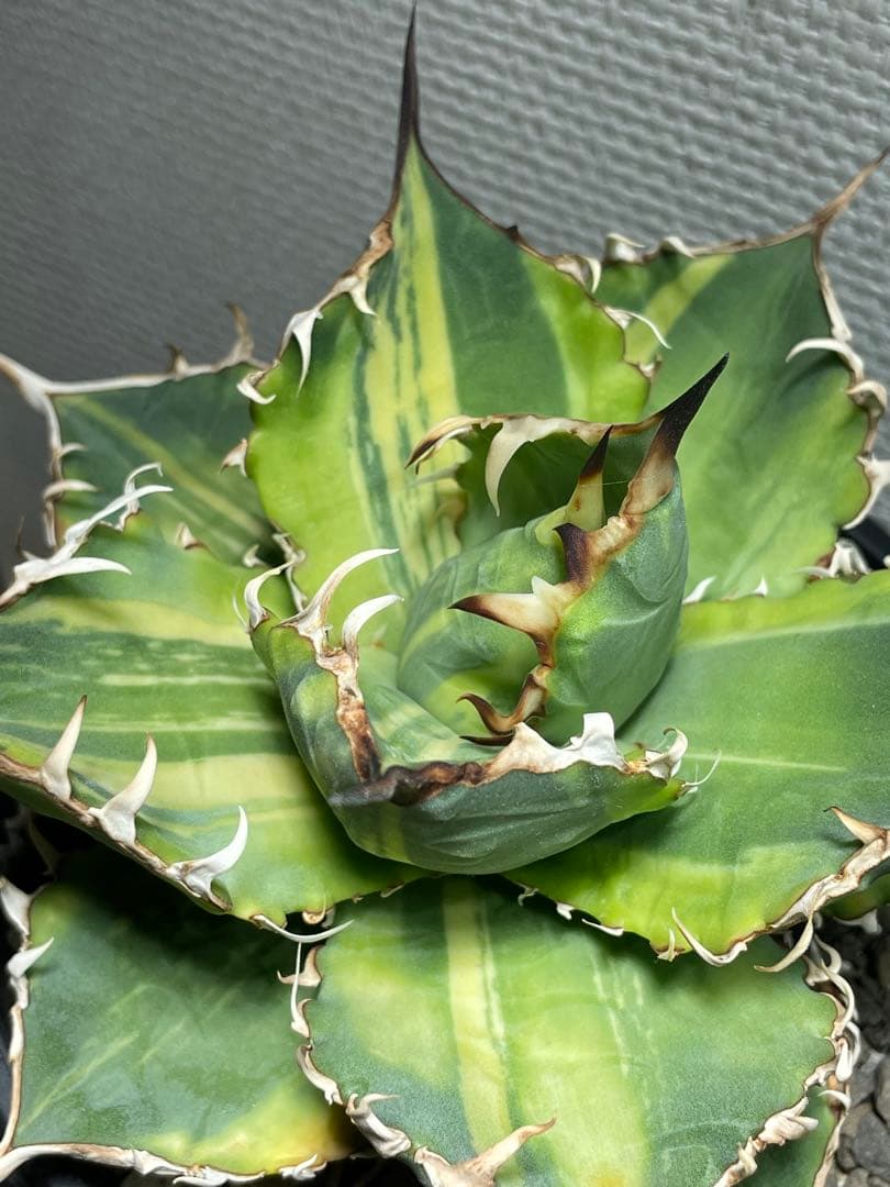 Agave titanota チタノタ トリカラー 親株 希少株　価格交渉可