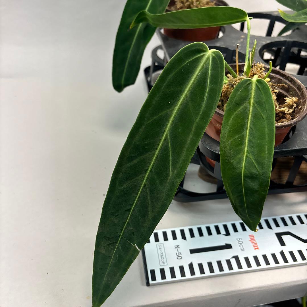 B*L様 5株セットms65warocqueanum アンスリウム・ワロクアナム