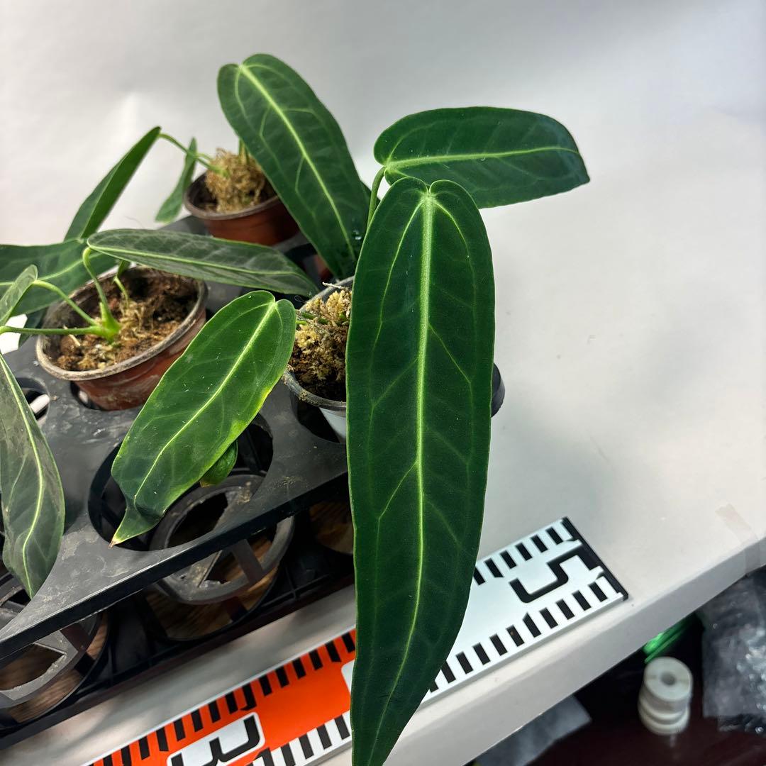 B*L様 5株セットms65warocqueanum アンスリウム・ワロクアナム