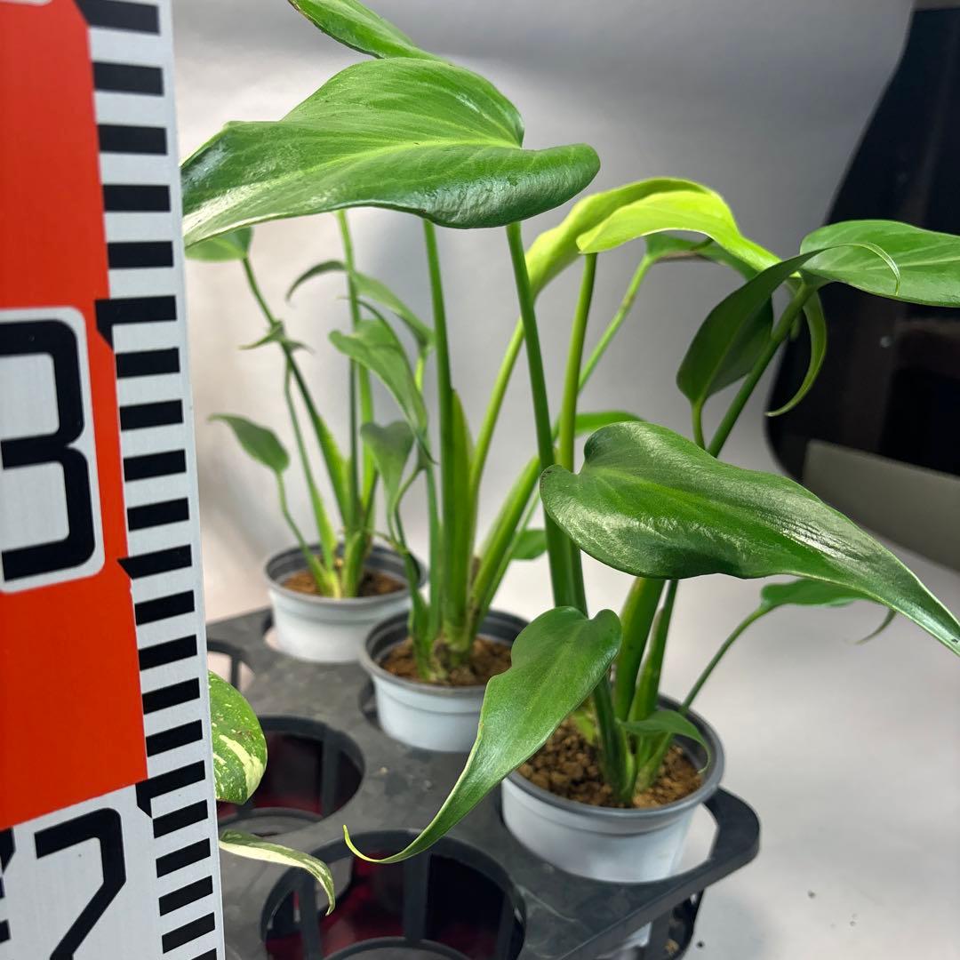 a17モンステラ・タイコンステレーション5株➕バールマルクスフレーム3株