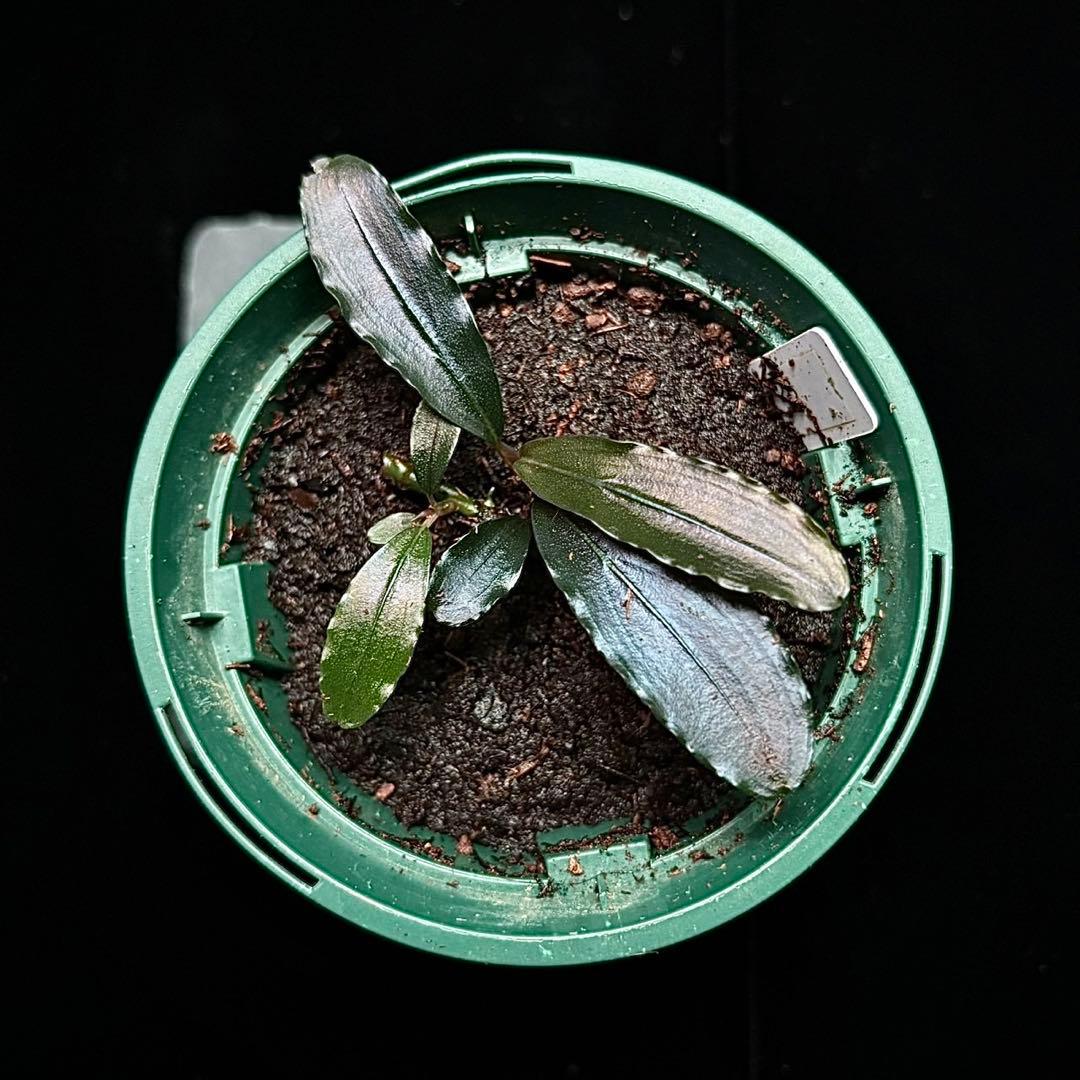 ブセファランドラ sp.センチピードロイヤルパープル